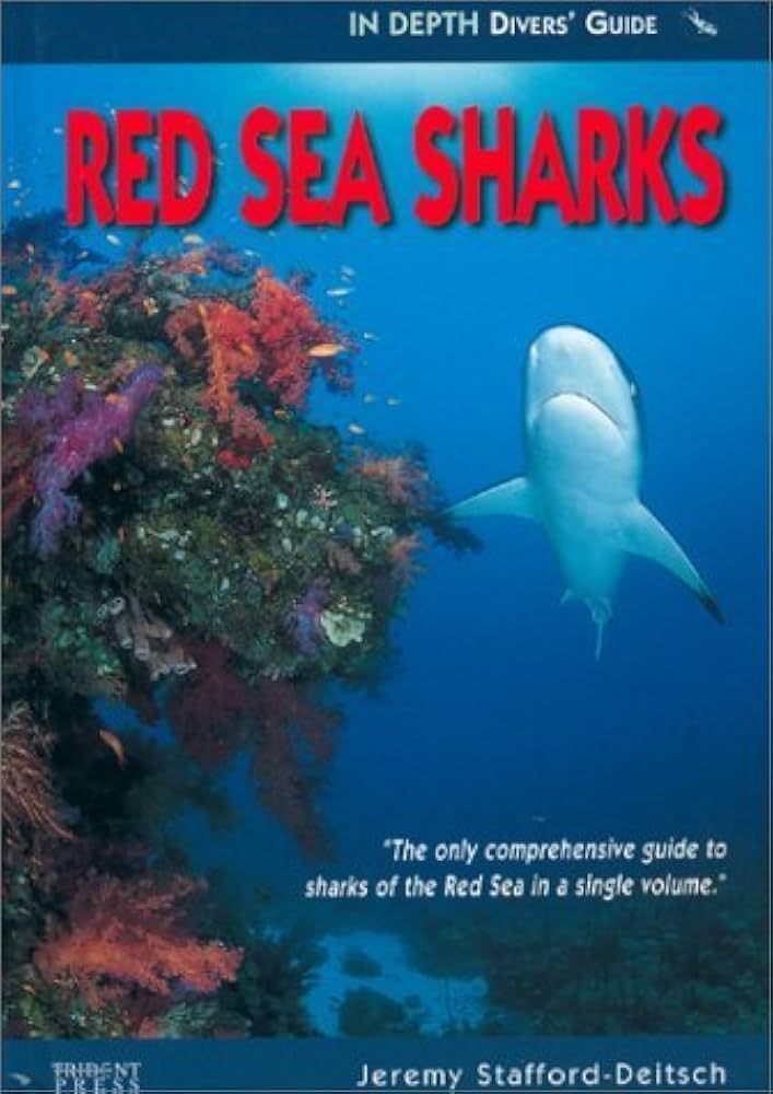 Red sea sharks