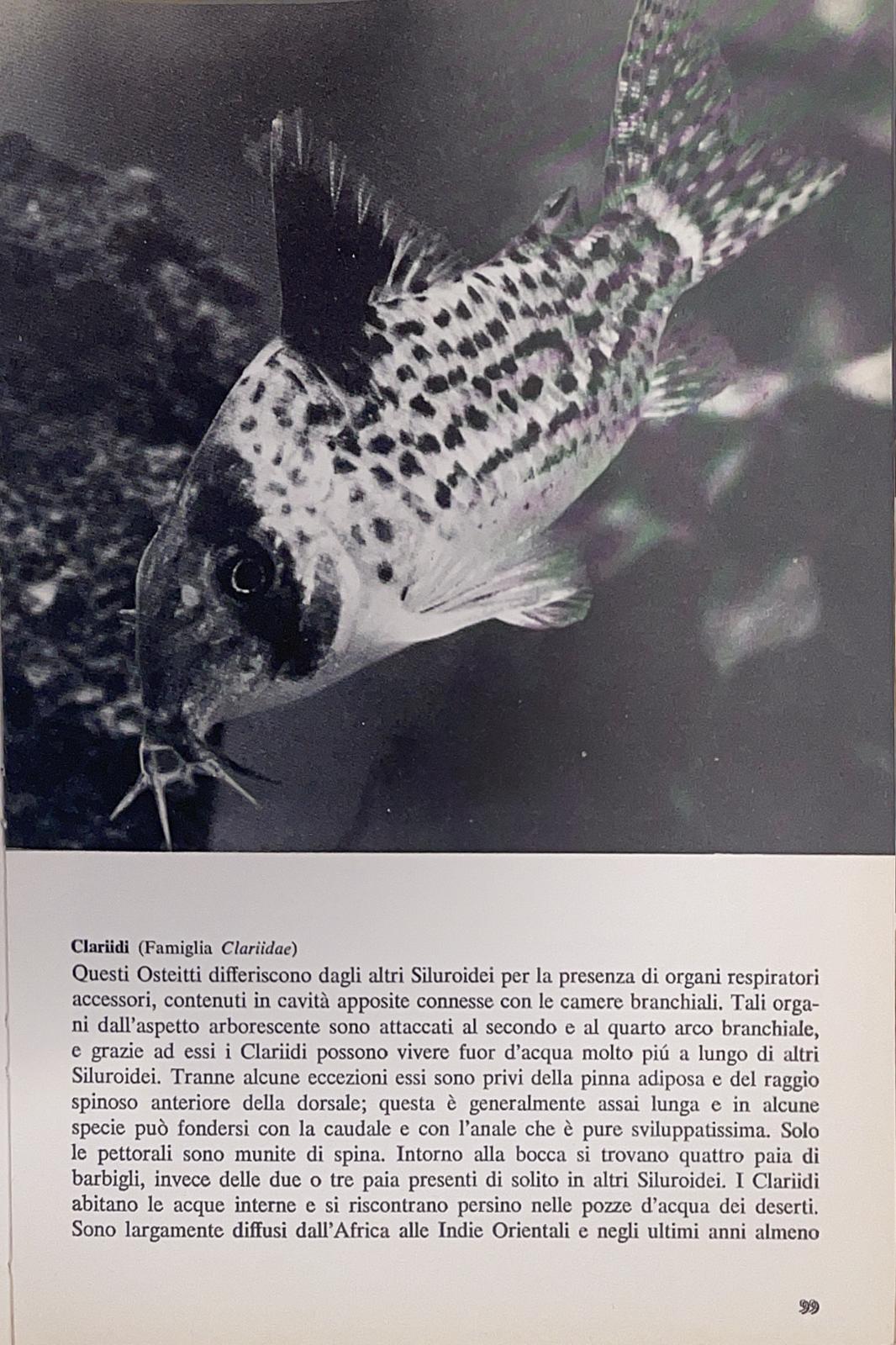Il mondo degli animali
