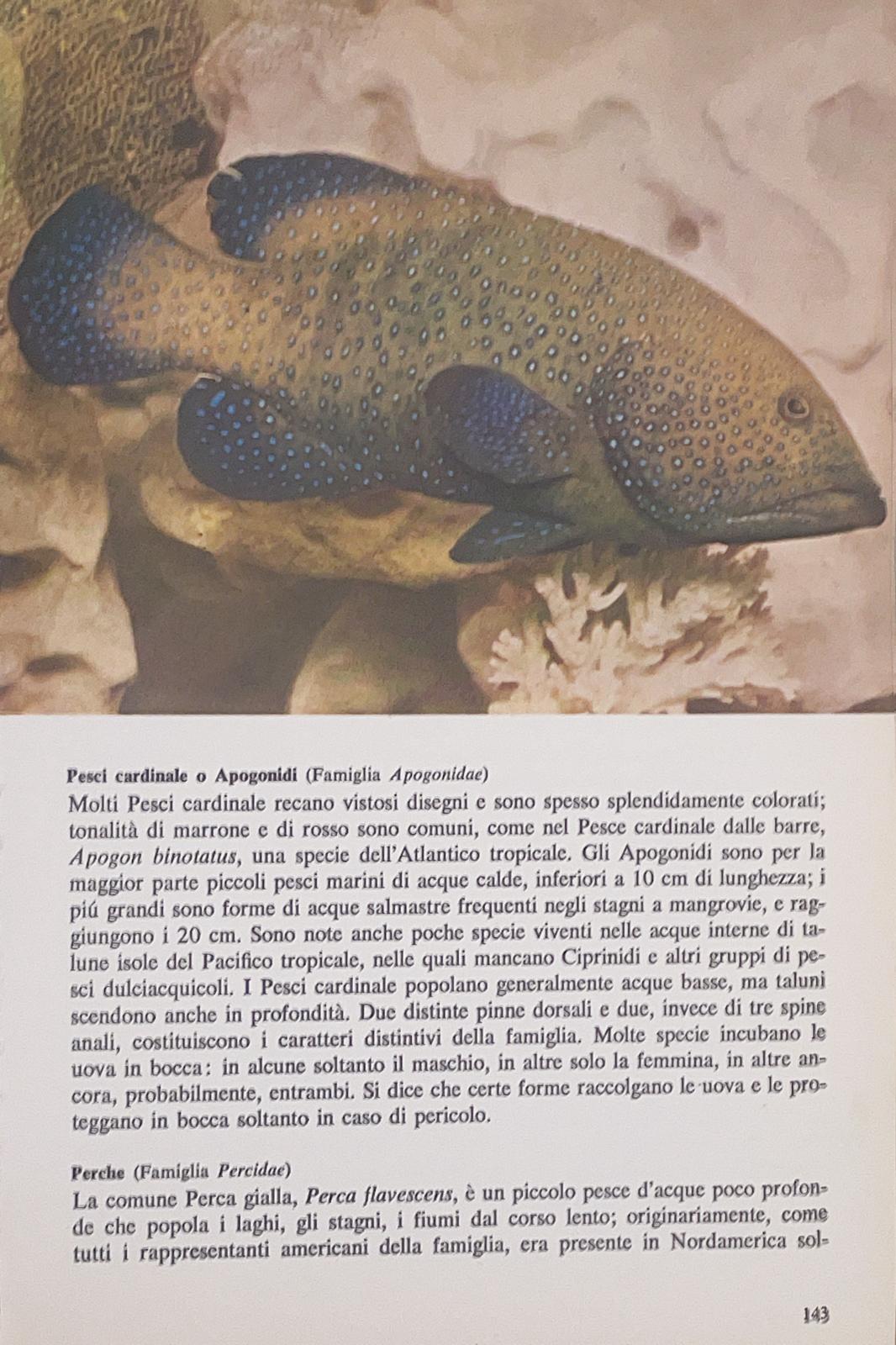 Il mondo degli animali