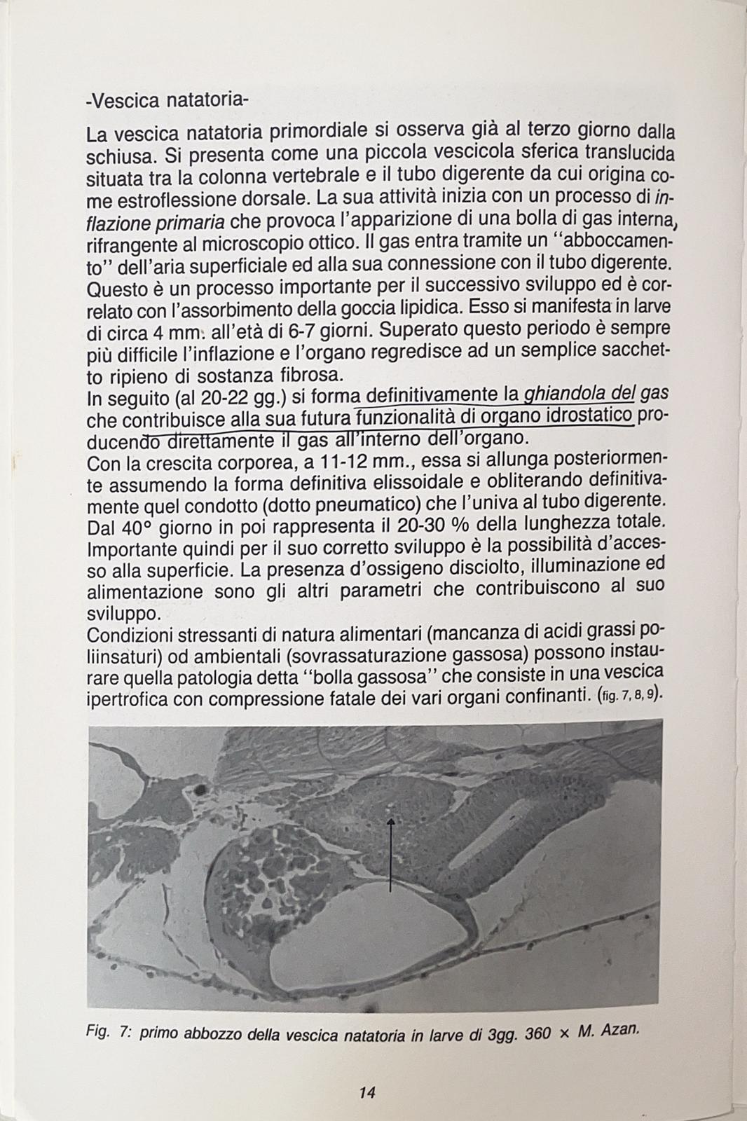 Indagine sull’allevamento e riproduzione dell’orata nella laguna veneta