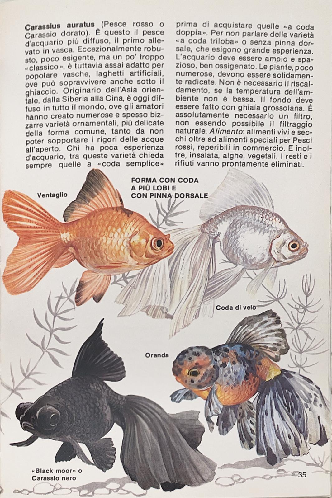 I pesci d'acquario