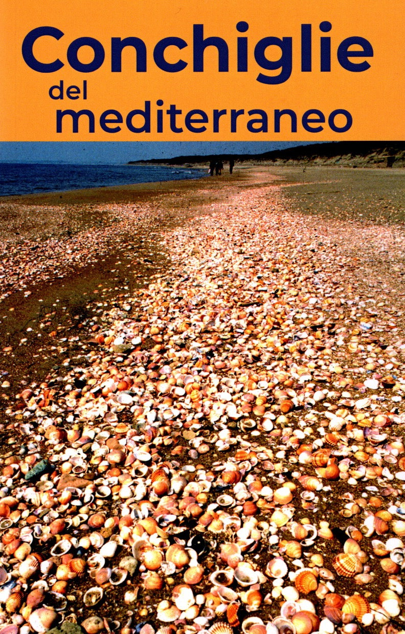Conchiglie del mediterraneo
