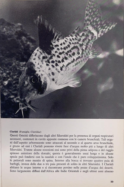 Il mondo degli animali