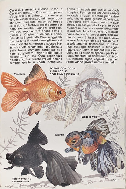 I pesci d'acquario